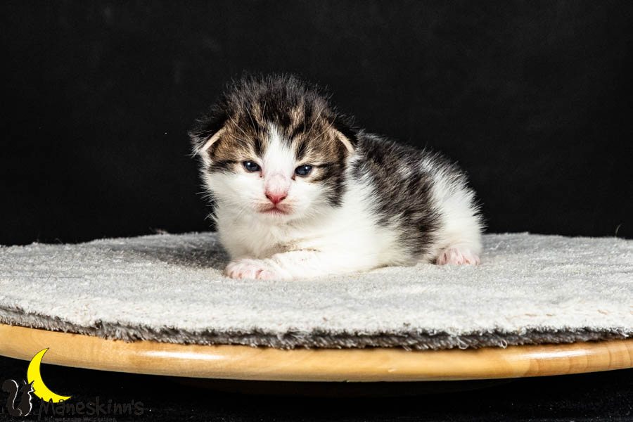 Valdor (15 Tage alt)