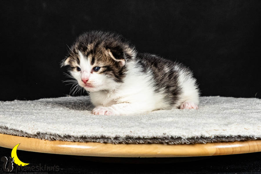 Valdor (15 Tage alt)