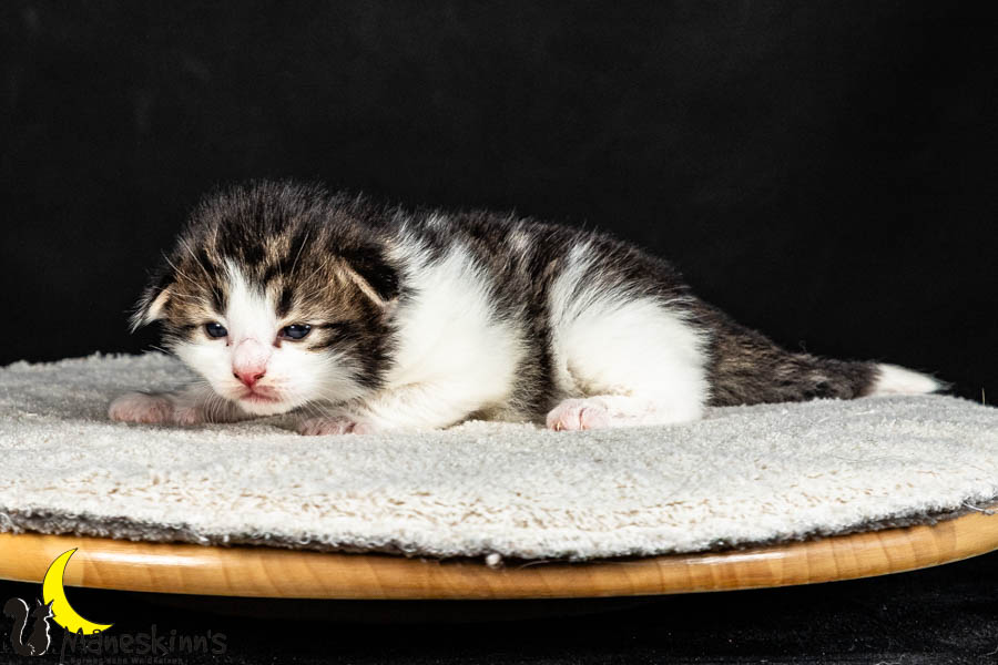 Valdor (15 Tage alt)