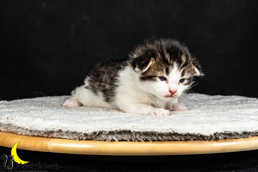 Valdor (15 Tage alt)