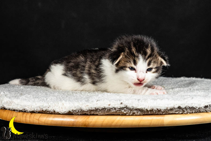 Valdor (15 Tage alt)