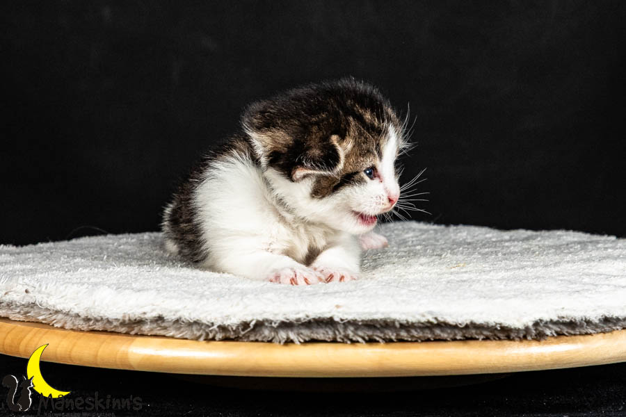 Valdor (15 Tage alt)