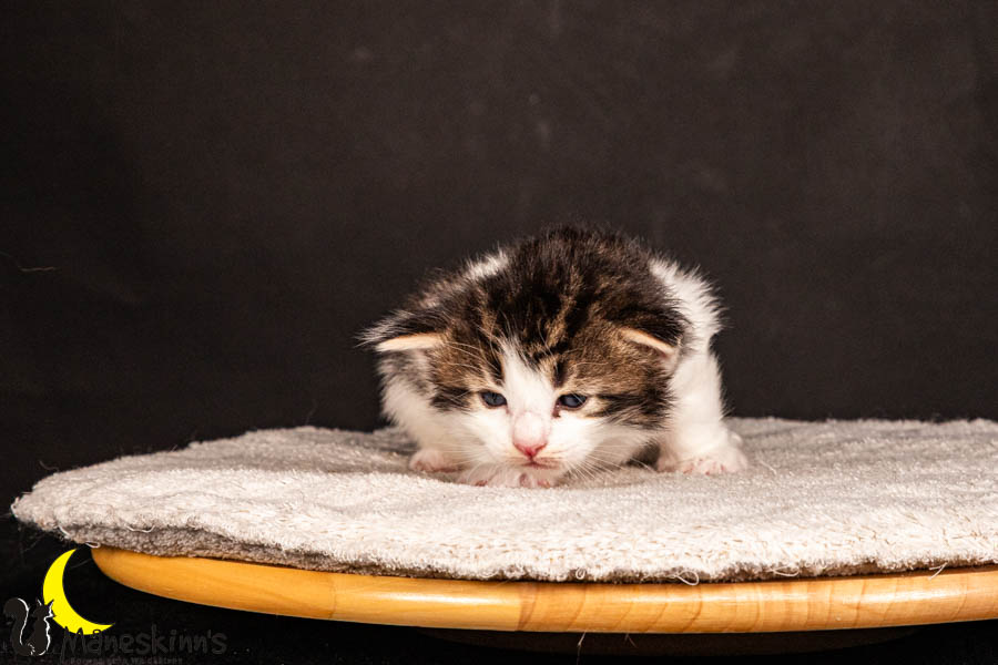 Valdor (22 Tage alt)