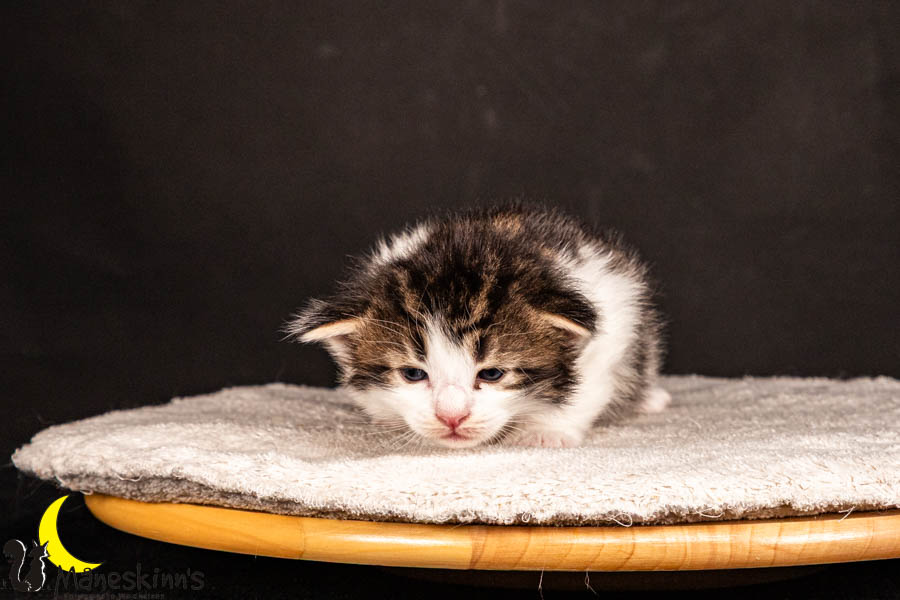 Valdor (22 Tage alt)