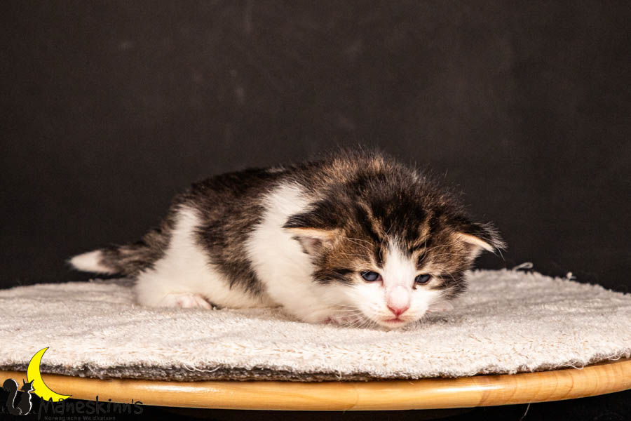 Valdor (22 Tage alt)