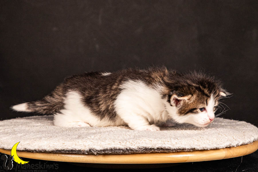 Valdor (22 Tage alt)