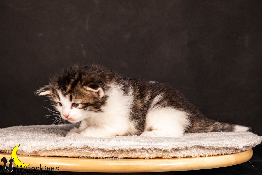 Valdor (22 Tage alt)