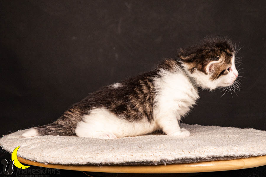 Valdor (22 Tage alt)