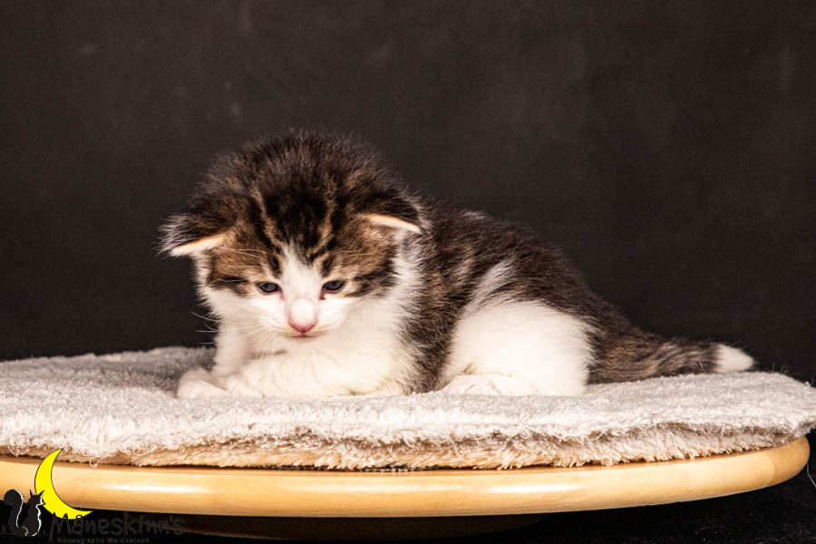 Valdor (22 Tage alt)