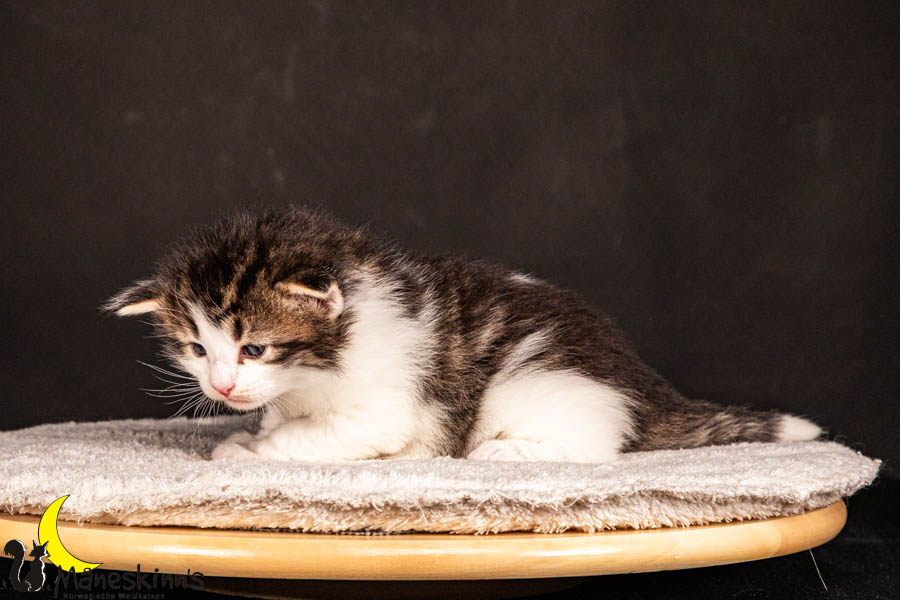 Valdor (22 Tage alt)