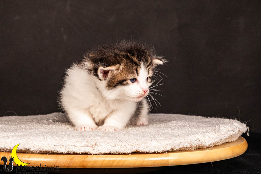 Valdor (22 Tage alt)