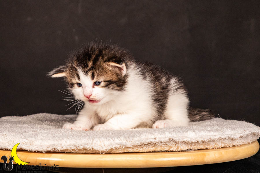 Valdor (22 Tage alt)