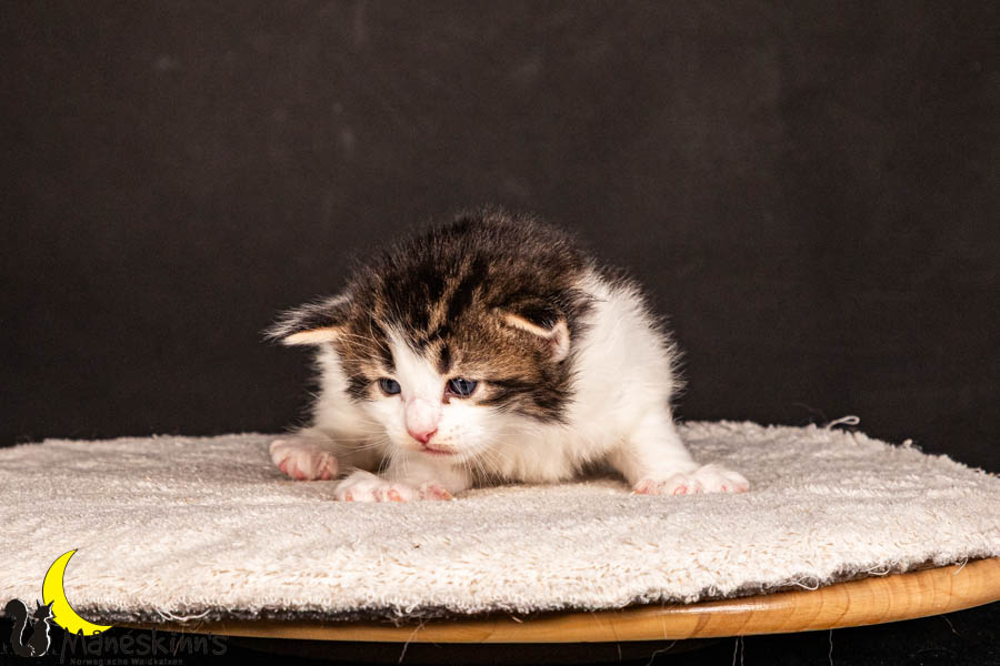 Valdor (22 Tage alt)