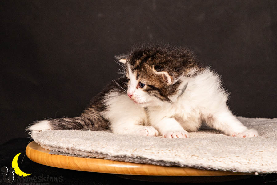 Valdor (22 Tage alt)