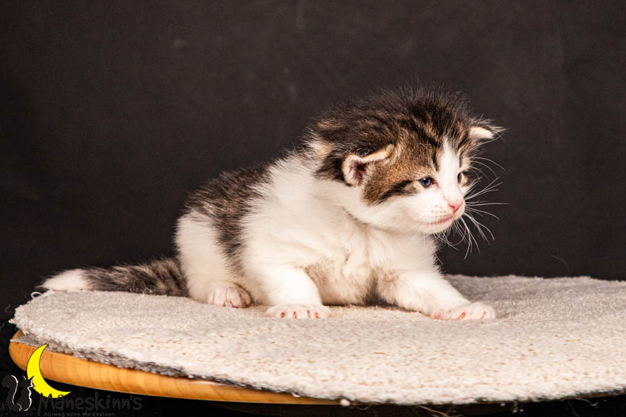 Valdor (22 Tage alt)