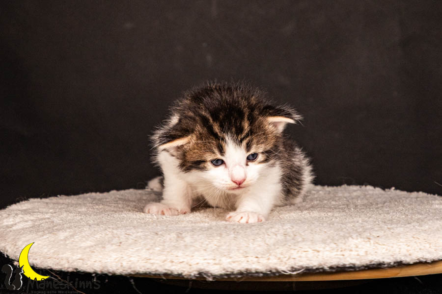 Valdor (22 Tage alt)