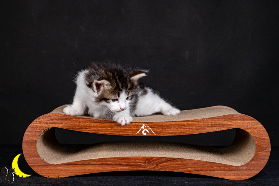 Valdor (29 Tage alt)