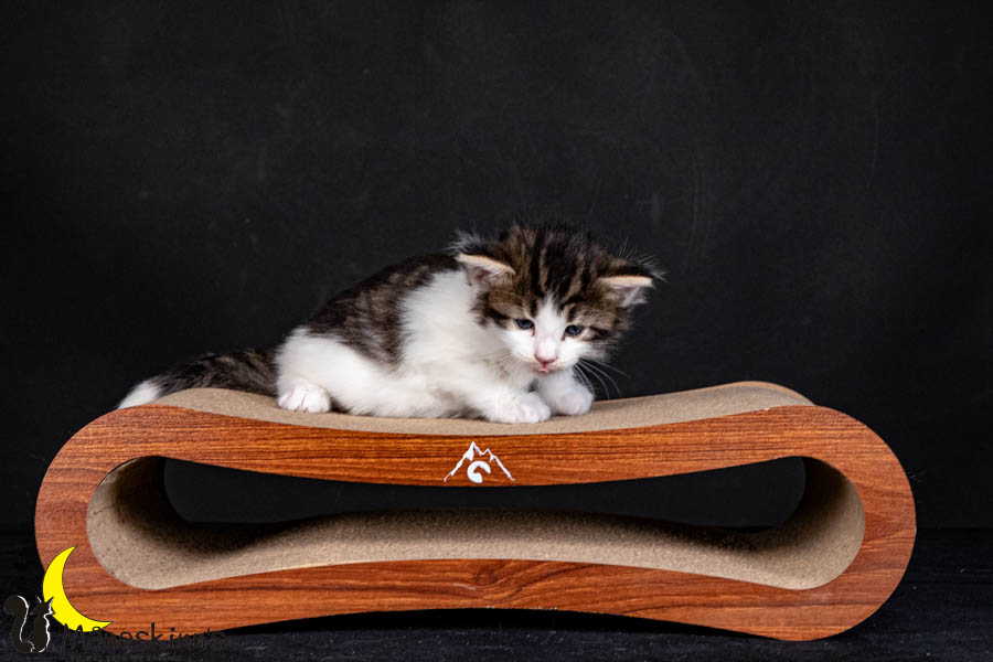 Valdor (29 Tage alt)