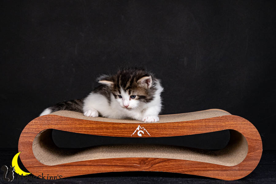 Valdor (29 Tage alt)