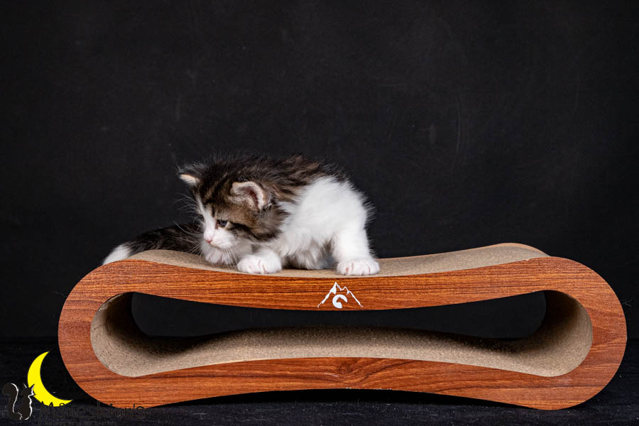 Valdor (29 Tage alt)