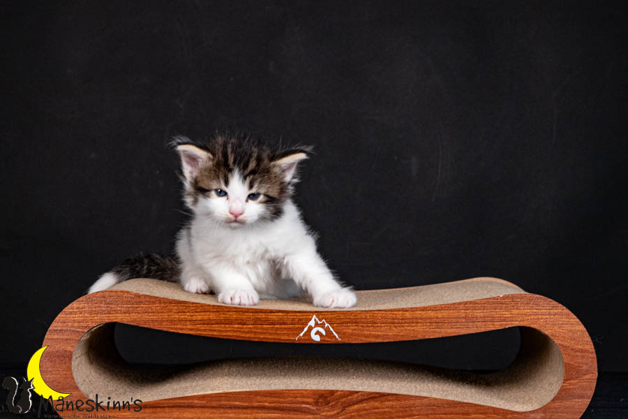 Valdor (29 Tage alt)