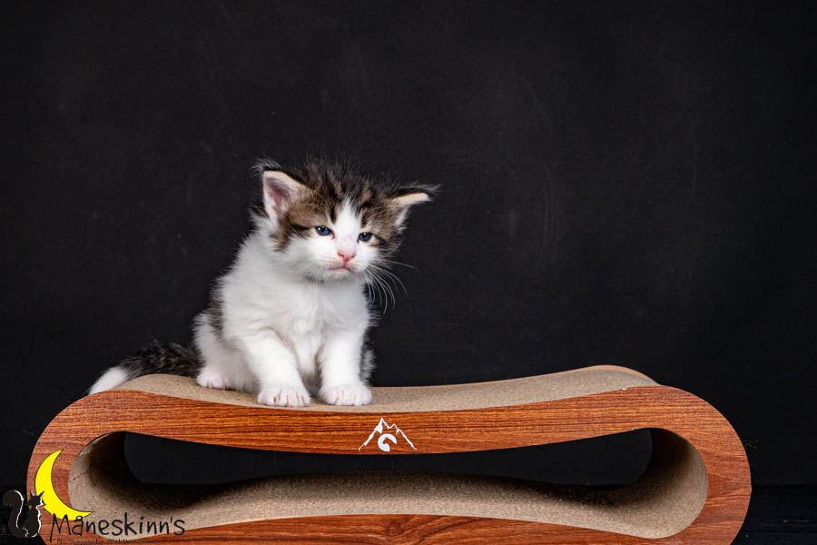 Valdor (29 Tage alt)