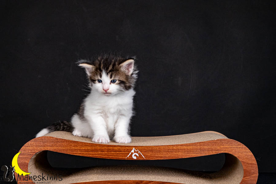 Valdor (29 Tage alt)