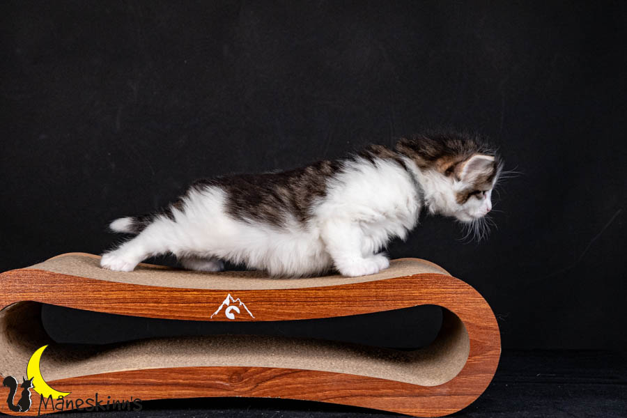 Valdor (29 Tage alt)