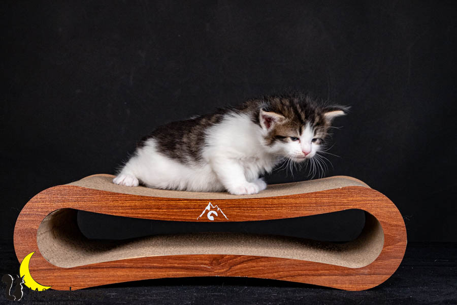 Valdor (29 Tage alt)