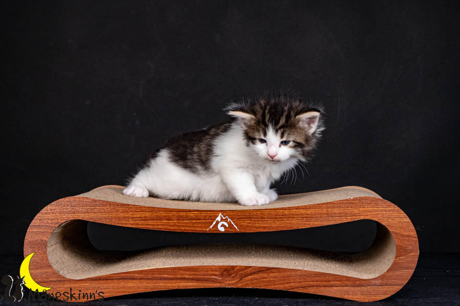 Valdor (29 Tage alt)