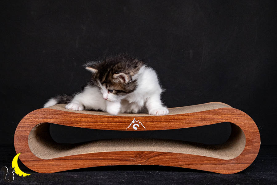 Valdor (29 Tage alt)