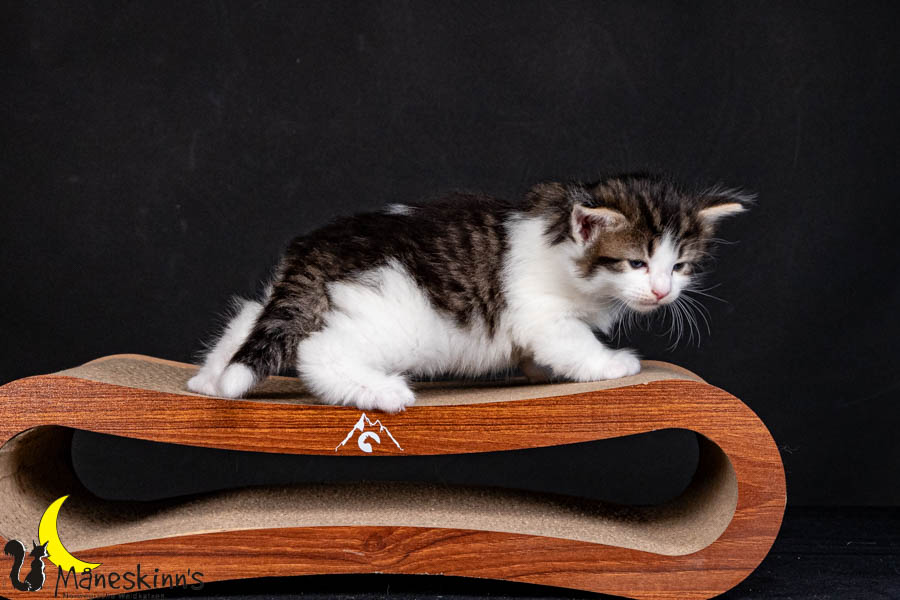 Valdor (29 Tage alt)