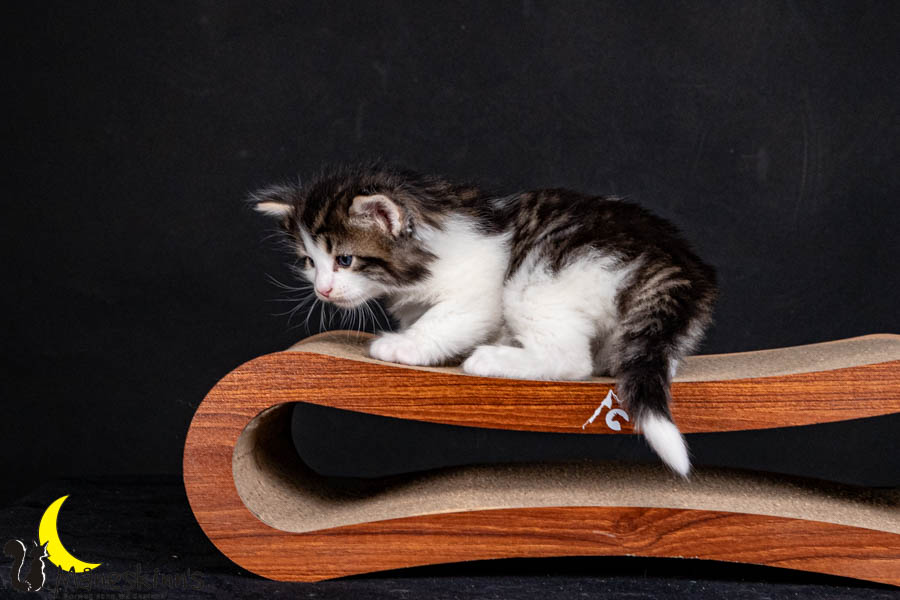 Valdor (29 Tage alt)