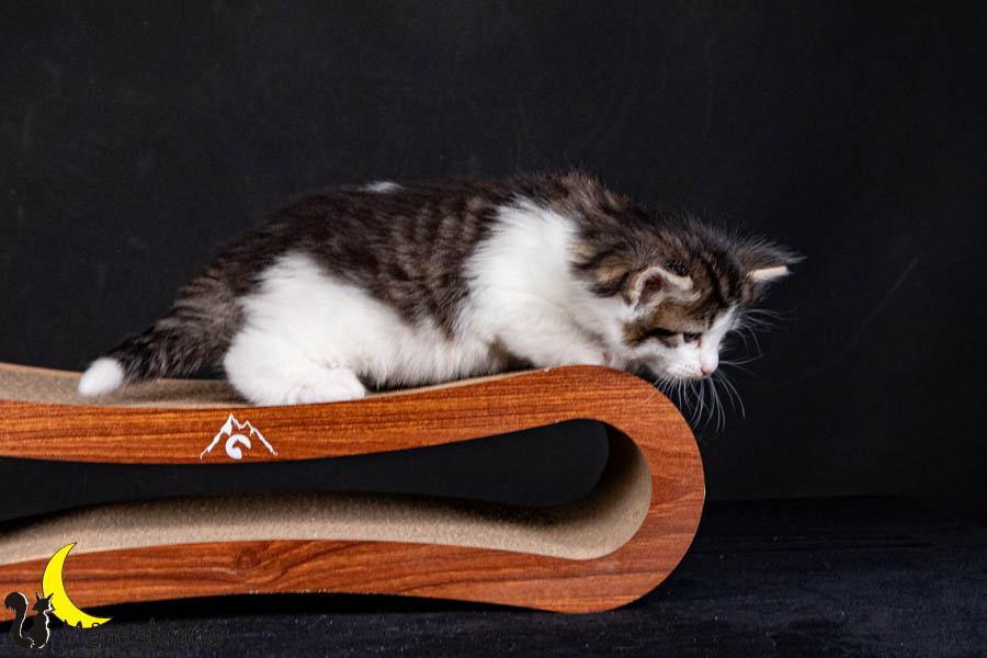 Valdor (29 Tage alt)