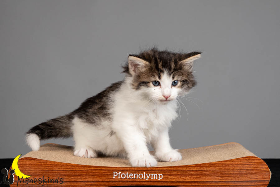 Valdor (36 Tage alt)