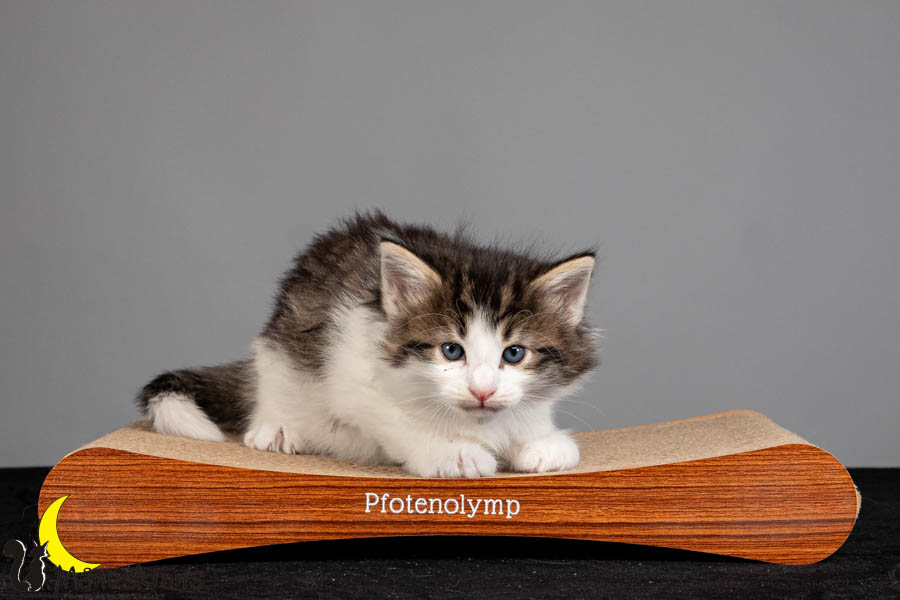 Valdor (36 Tage alt)