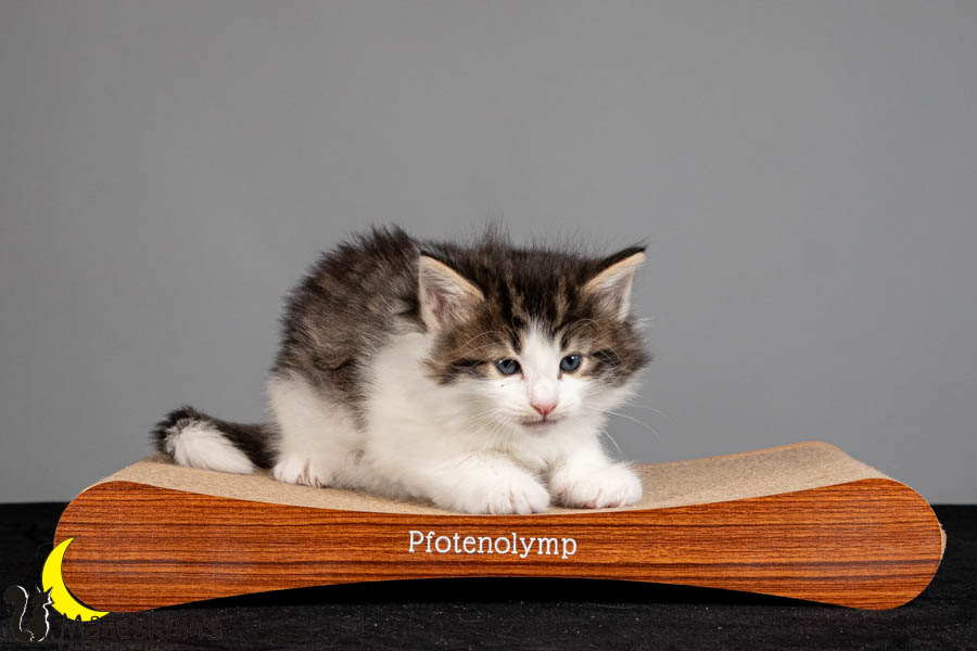 Valdor (36 Tage alt)