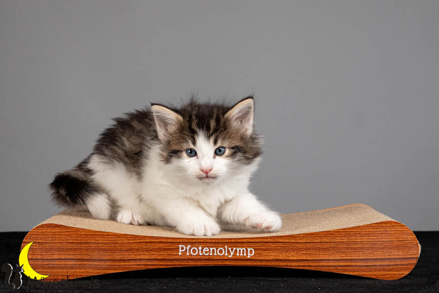 Valdor (36 Tage alt)