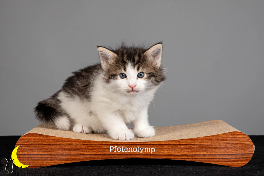 Valdor (36 Tage alt)