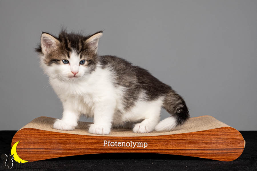 Valdor (36 Tage alt)