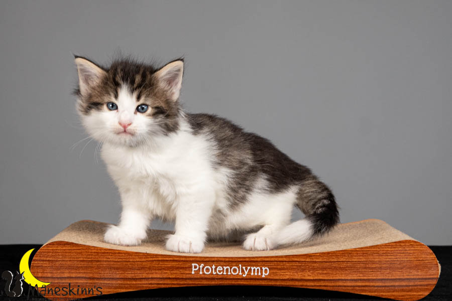 Valdor (36 Tage alt)