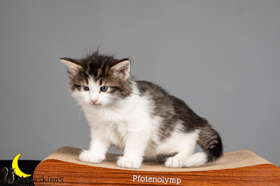 Valdor (36 Tage alt)