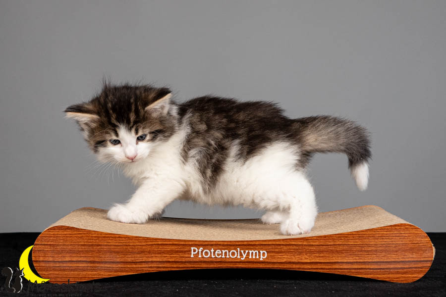 Valdor (36 Tage alt)