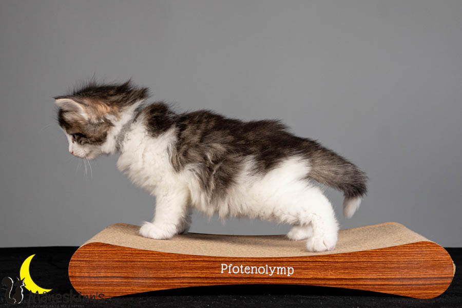 Valdor (36 Tage alt)