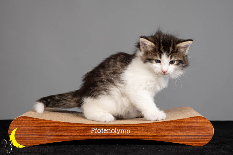 Valdor (36 Tage alt)