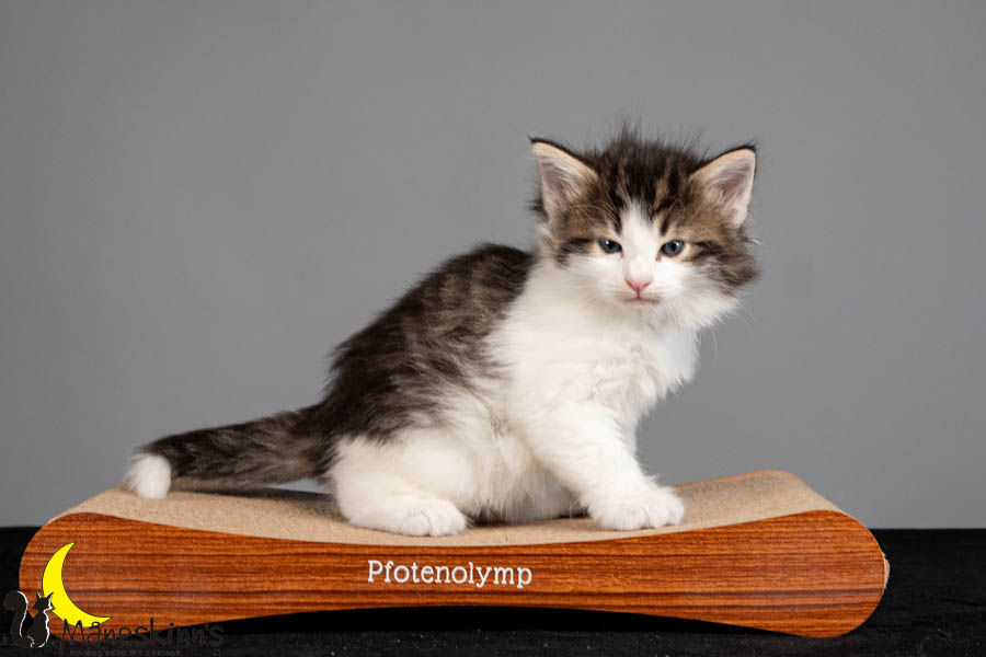 Valdor (36 Tage alt)