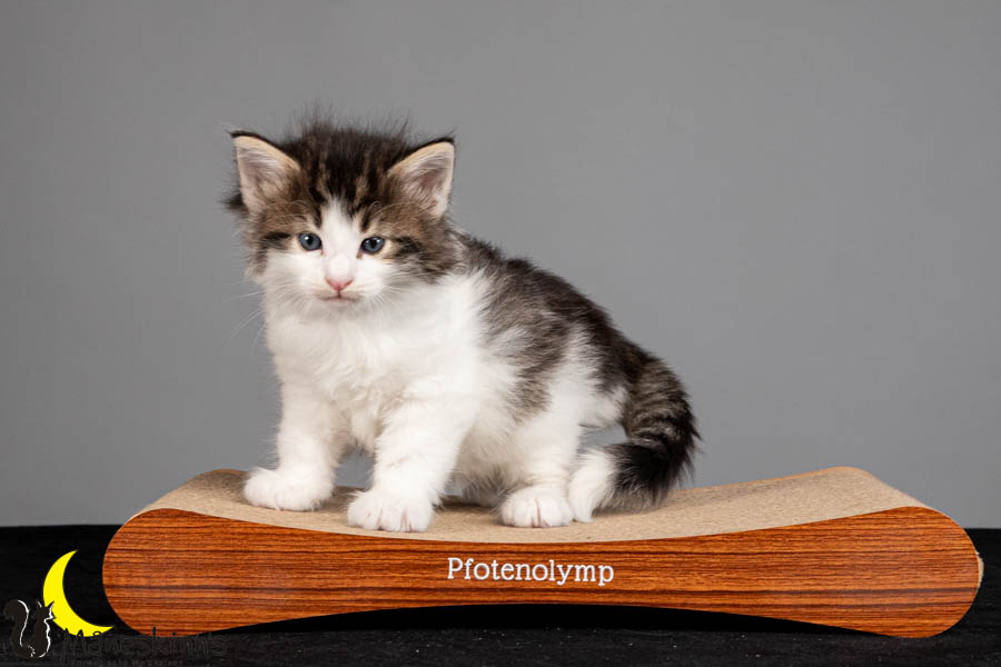 Valdor (36 Tage alt)