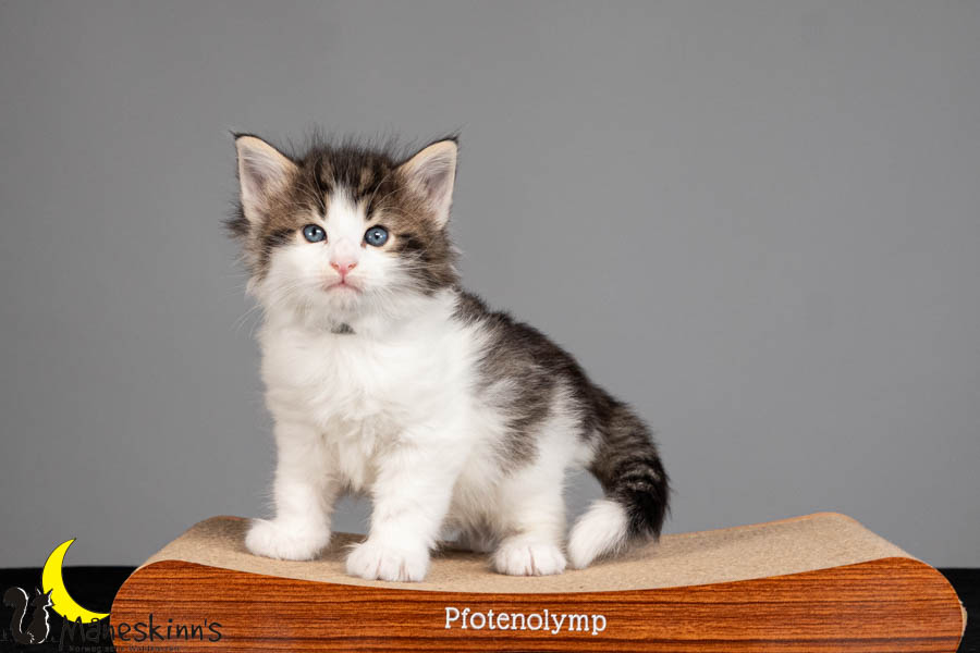 Valdor (36 Tage alt)