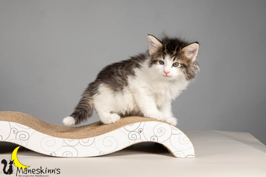 Valdor (43 Tage alt)