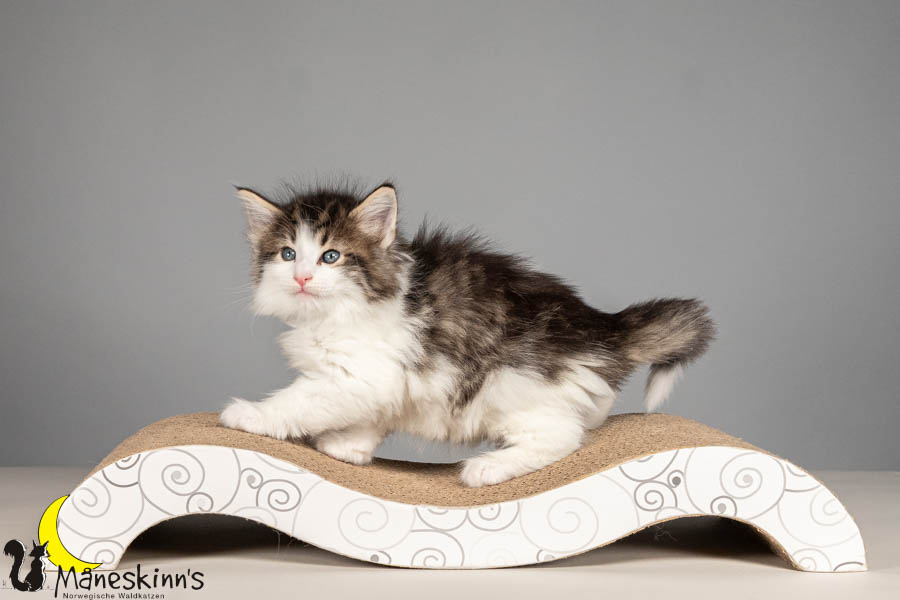 Valdor (43 Tage alt)